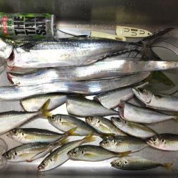 なんとかサゴシ釣れました