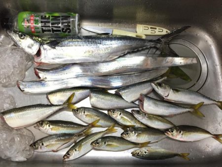 なんとかサゴシ釣れました