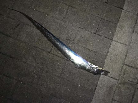 大阪南港・シーサイドコスモでタチウオ釣り