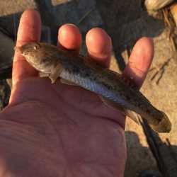 淀川・海老江のハゼ釣り