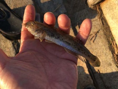 淀川・海老江のハゼ釣り