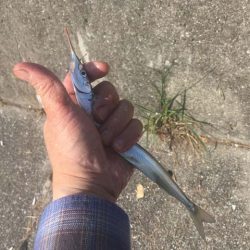 武庫川尻でサーフトローリング＆サヨリ釣り