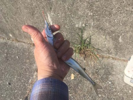 武庫川尻でサーフトローリング＆サヨリ釣り