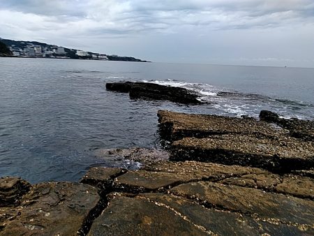 アオリイカ少し大きくなってきました!!