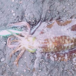 まだまだ小さい