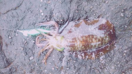 まだまだ小さい