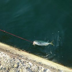 青物はアジがお好き‼️