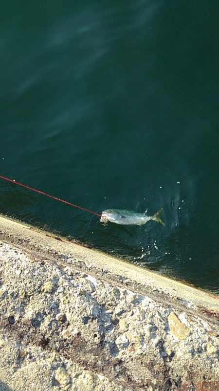 青物はアジがお好き‼…