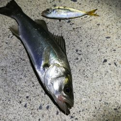 久々にサビキ釣りをしてみた