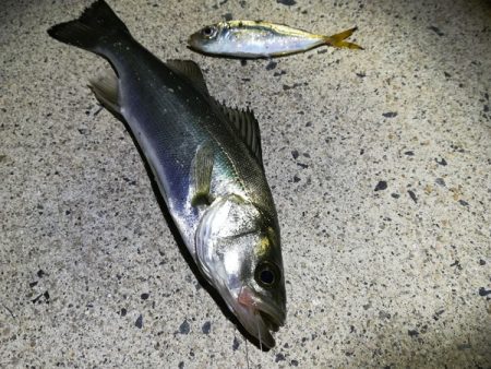 久々にサビキ釣りをしてみた