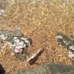 イカがダメならジグを投げればアレが釣れる