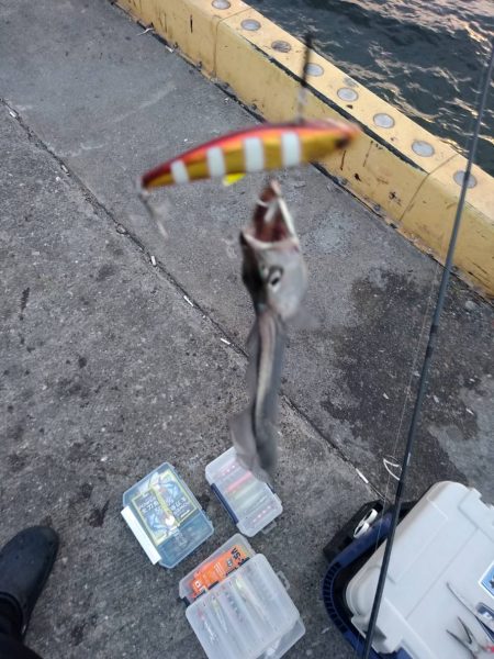 サバなし→爆釣