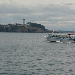 台風前に、なんとかヒラマサゲット