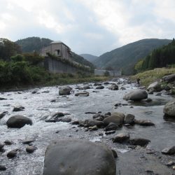狩野川(狩野川漁業協同組合) 釣果