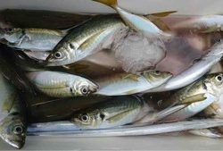 久里浜黒川本家 釣果