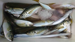 久里浜黒川本家 釣果