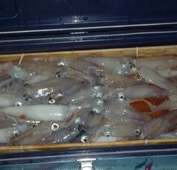 松福丸 釣果