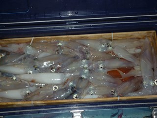 松福丸 釣果