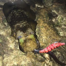 ナイトエギングで良型秋イカ