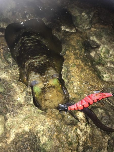 ナイトエギングで良型秋イカ