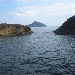 アオリイカ成長してきました。