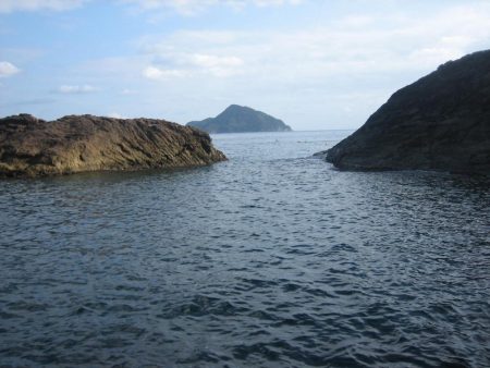 アオリイカ成長してきました。