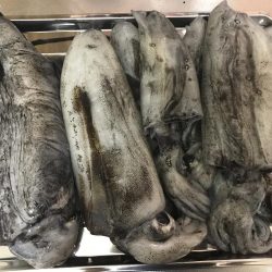 白浜～日置でエギング。まあまあ大型も