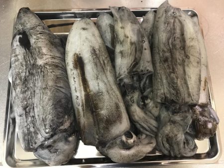 白浜～日置でエギング。まあまあ大型も