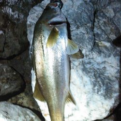 新川、佐鳴湖、シーバス