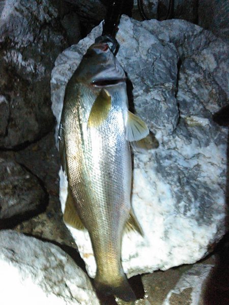 新川、佐鳴湖、シーバス