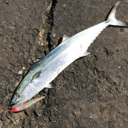 初サゴシ&驚きの魚