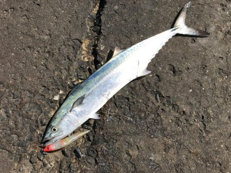 初サゴシ&驚きの魚