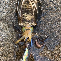 良型になってます