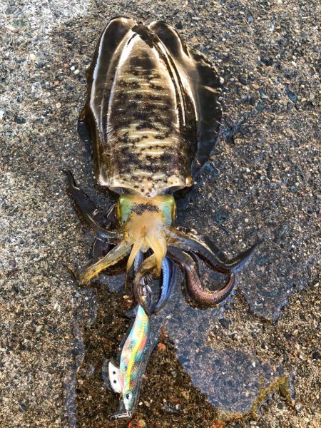 良型になってます