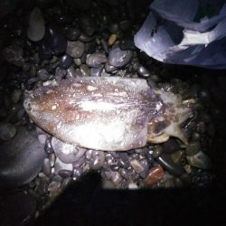 太刀魚まだまだ好調アオリイカも好調