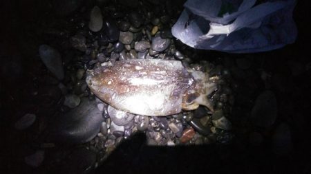 太刀魚まだまだ好調アオリイカも好調