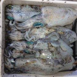 【アオリイカ新子】18杯。前回来たときよりも成長してました！