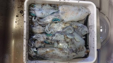 【アオリイカ新子】18杯。前回来たときよりも成長してました！