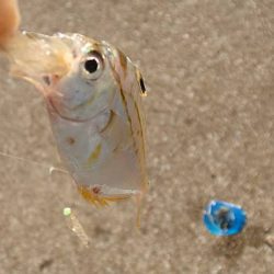 タチウオ留守、サバ留守番