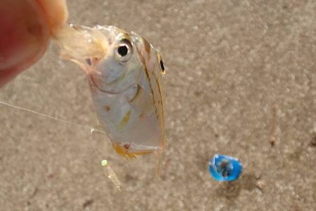 タチウオ留守、サバ留守番