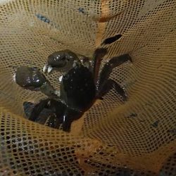 モクズガニ釣り その1