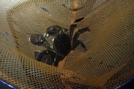 モクズガニ釣り その1