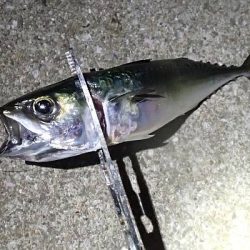 帰ってきたタチウオくん