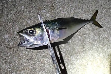 帰ってきたタチウオくん