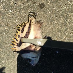 ちょい投げでタコ