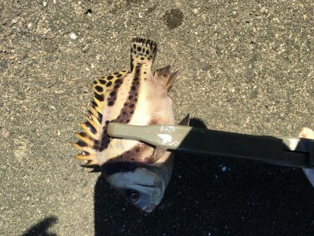 ちょい投げでタコ