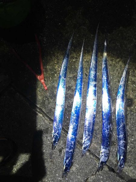 岸和田一文字にて爆釣