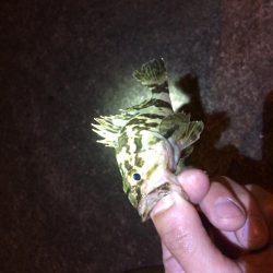 アジングのはずが