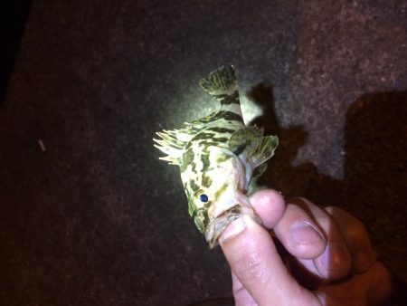 アジングのはずが