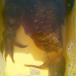 今秋最大530g ↗